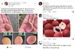 Một người nước ngoài nhặt được vỏ quả vải thiều và sự hiểu nhầm đáng yêu