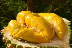 Loại sầu riêng 1,6 triệu đồng/kg khiến hoa hậu Kỳ Duyên 'tan chảy'