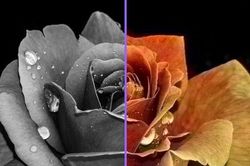 Cách biến ảnh đen trắng thành ảnh màu không cần Photoshop