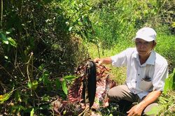 Đồng Nai: Truy bắt nhóm đối tượng sát hại bò tót trong Vườn quốc gia Cát Tiên