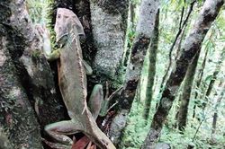 Thả 7 cá thể động vật hoang dã sau cứu hộ về môi trường tự nhiên