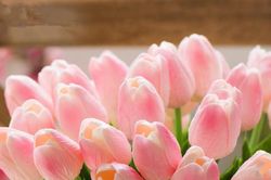 Những loại hoa 'phá phong thủy' đẹp mấy cũng không được để trong nhà