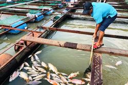 Cá bè trên sông Cái chết bất thường