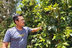 Tiên phong sản xuất cà phê hữu cơ