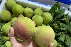 Dân buôn tiết lộ sự thật về đào mỏ quạ đang bán tràn chợ
