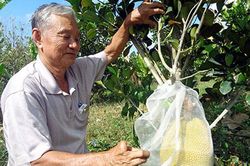 Hậu Giang: Trồng giống mít ruột đỏ thu tiền tỷ mỗi năm