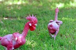 Kỳ lạ giống gà lai trụi lông, da đỏ rực như chim phượng hoàng