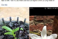 Xôn xao thông tin mầm lan huyền thoại Bướm Đại Ngàn giá 11,7 tỷ đồng khiến cộng đồng mạng dậy sóng