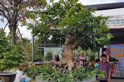 Mai vàng trăm tuổi gốc dát vàng, trả 2 tỷ đồng chưa bán