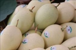 Để xoài Đồng Tháp không bị mạo danh mã số vùng trồng
