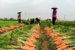 Trung Quốc thiếu hụt, Việt Nam tăng tốc chờ thu chục nghìn tỷ