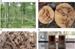'Gỗ của các vị thần' xuất hiện khắp Việt Nam, giá ngỡ ngàng hơn 2 tỷ/kg
