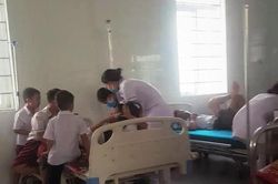 Quảng Trị: Cấp cứu 26 học sinh một trường tiểu học vì bị ong đốt