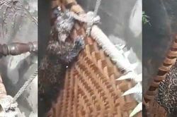 Clip: Phản ứng kinh ngạc của báo săn khi được giải cứu khỏi hố sâu