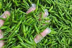 Loại ớt gió thơm mùi thảo mộc, 1 triệu đồng/kg vẫn đắt khách