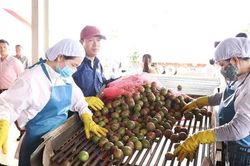 Xuất khẩu 100 tấn chanh leo đầu tiên sang EU theo Hiệp định EVFTA