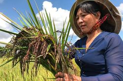 Thu nhập trăm triệu nhờ trồng lúa tím thảo dược