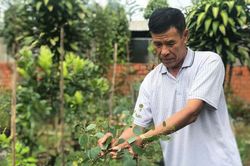 Vườn lá cảnh trên sình Đinh Tị