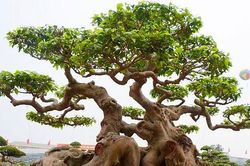 Cận cảnh cây sanh 'Ngọa hổ tàng long' 30 tỷ của đại gia sở hữu nhiều cây cảnh độc – lạ