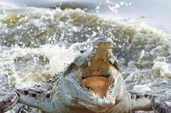 Du khách ham lặn bị cá sấu cắn thẳng vào đầu