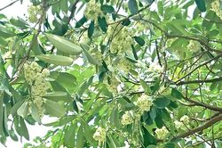 Hoa sữa nở trong tiết trời se lạnh của mùa Thu Hà Nội