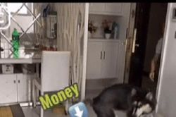 Clip: Chú chó Husky biết tự nhận hàng và thanh toán tiền cho shiper