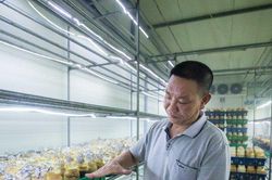 'Bí mật quy trình' bên trong xưởng sản xuất nấm lớn nhất Thủ đô