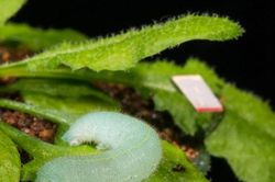 Thực vật cũng có 'thính giác'