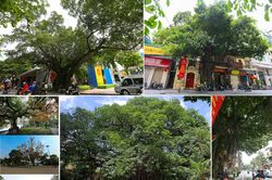 Cây xanh Hà Nội