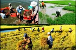 Tổ chức Lễ kỷ niệm 90 năm thành lập Hội Nông dân Việt Nam