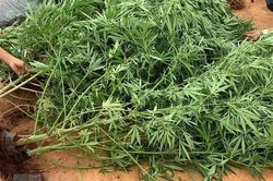 Quảng Ninh: Phát hiện một hộ dân trồng cần sa trong vườn nhà