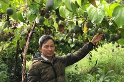 Chanh dây ngọt trên đất núi