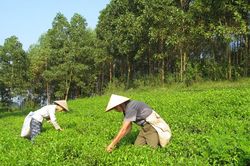 Phú Thọ: Khôi phục giá trị làng nghề