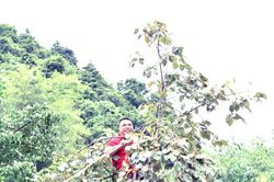 Hồng Vành khuyên - đặc sản núi rừng
