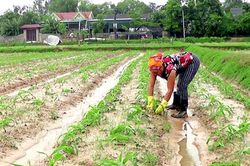 Sau lũ, cần làm gì để khôi phục sản xuất nông nghiệp?