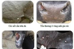 Lo ngại bệnh lạ tấn công đàn trâu, bò