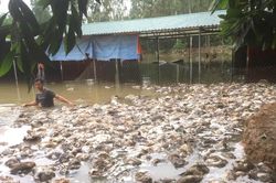Nhiều 'tỷ phú chân đất' ở Nghệ An trắng tay sau một đêm do lũ dữ