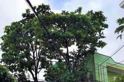 Cây xanh uy hiếp an toàn điện