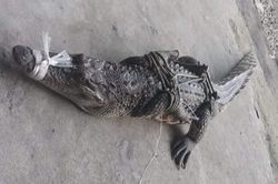 Bắt cá sấu 'lang thang' giữa dòng kênh ở An Giang