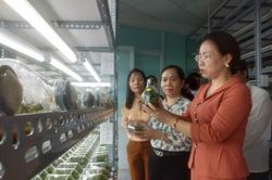 TP.HCM: Nông nghiệp công nghệ cao biến đất cằn, ruộng hoang thành cánh đồng tiền tỷ