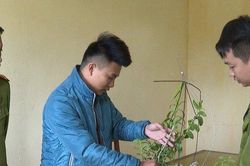 Thủ đoạn 'hô biến' phong lan thường thành đột biến để lừa cả tỷ đồng