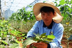 Sung Mỹ, dâu tây chờ tết sum vầy