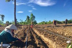 Nghiệm thu đề tài xây dựng mô hình trồng cây củ mài