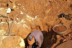 Nhát cuốc may mắn giúp lão nông trở thành triệu phú sau một đêm