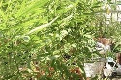 Người đàn ông ở Long An bị phạt 3,5 triệu đồng vì trồng 110 cây cần sa