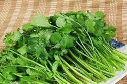 Trước khi cất tủ lạnh, thêm vài bước nữa rau mùi để cả tháng vẫn tươi