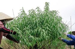 Đào Nhật Tân thay 'áo mới' chuẩn bị đón Tết Tân Sửu