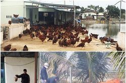 Tiêu hủy gần 1.000 con gà nhiễm cúm gia cầm H5N6