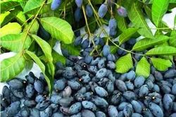 Món ngon từ trám đen
