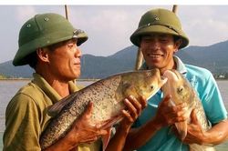Nuôi cá trên đất một vụ lúa chiêm thu nhập gấp 3 lần trồng lúa